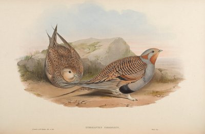 Syrrhaptes paradoxus door John Gould